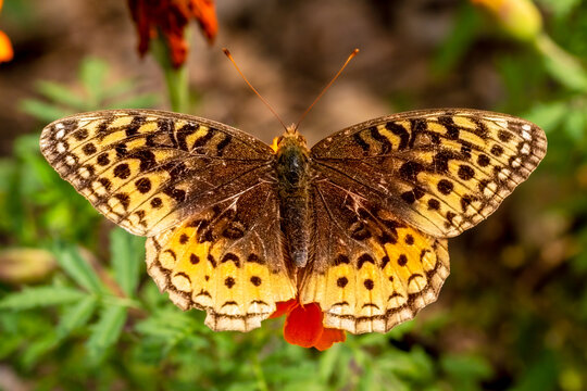 Papillon argile cib&egrave;le