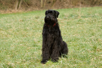 Front view of a beautiful sitting black giant Schnauzer looking away in a field with a forest in the background.