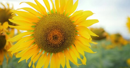 Close up beautiful sunflower, yellow flower at sunflower field