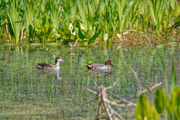 Green-winged teal ducks