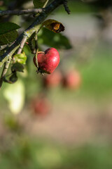 Pomme en forme de c&oelig;ur