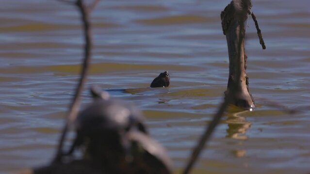 Slow Motion Shot Of Wet Turtle Peeking While Swimming In Lake On Sunny Day - Arvada, Colorado