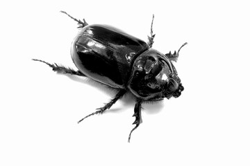 Rhinoceros beetle (oryctes nasicornis) isolated on white