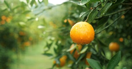 Close up orange trees with fruits, orange plantation. fresh oranges on the tree, Tangerine tree...