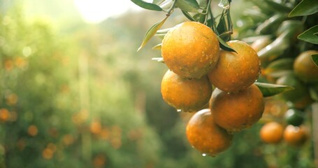 Orange trees with fruits, orange plantation. fresh oranges on the tree, Tangerine tree garden