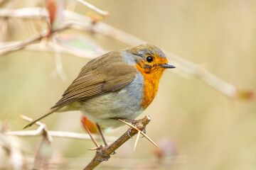 European robin (Erithacus rubecula)