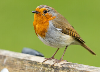 European robin (Erithacus rubecula)
