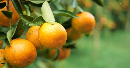 Close up orange trees with fruits, orange plantation. fresh oranges on the tree, Tangerine tree garden