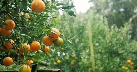 Orange trees with fruits, orange plantation. fresh oranges on the tree, Tangerine tree garden