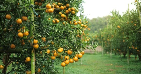 Orange trees with fruits, orange plantation. fresh oranges on the tree, Tangerine tree garden