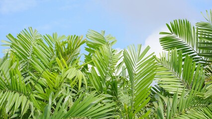 Green palm tree on clear blue sky, Blackground for summer. Close up