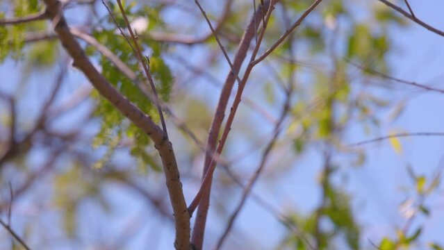 Common Starling Bird With Worms Flying In Forest On Sunny Day - Arvada, Colorado