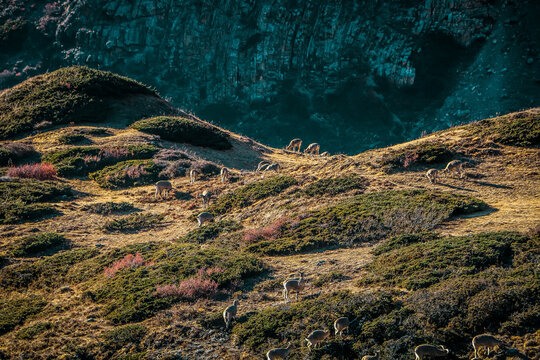 Himalayan white-bellied Musk Deer of Annapurna Range eating Grass in Morning.Photo was taken in Winter morning from Annapurna Circuit Trail on the way to Churi Ledar Camp.