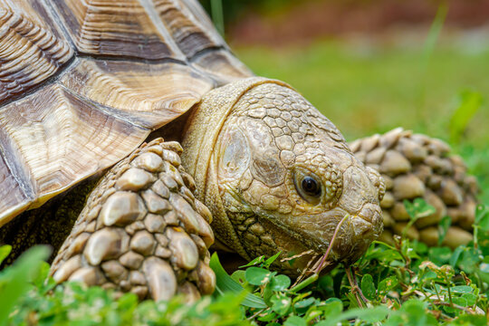 a ploughshare tortoise grazing in the yard
