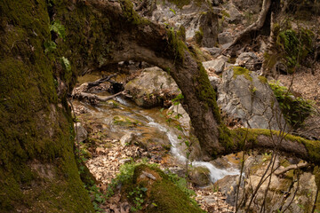 A forest stream surrounded by tree trunks covered with moss