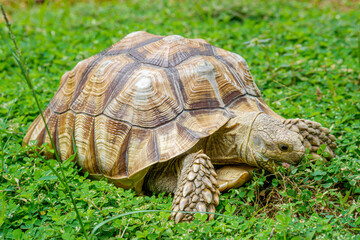 a ploughshare tortoise grazing in the yard