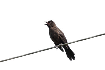 An Opened Beak Crow on a Wire