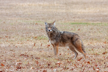 A Coyote Standing in a Prairie
