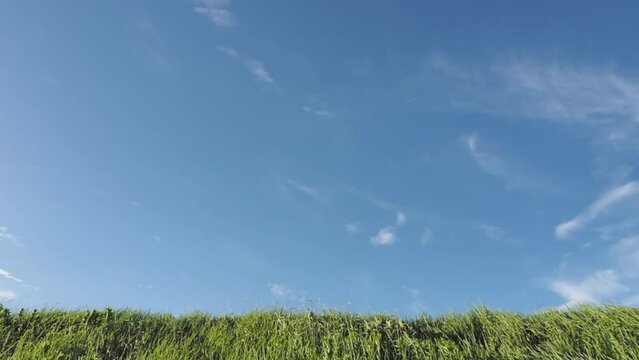 風になびく野草。河川敷の風景。強い風。音あり。	