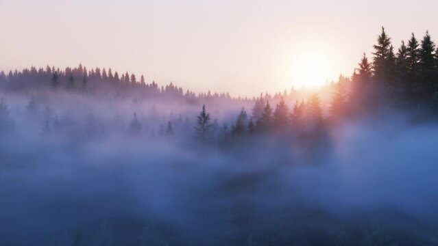 Sunrise over a coniferous forest covered by thick fog with sun rays, 3d render Animation, Aerial view