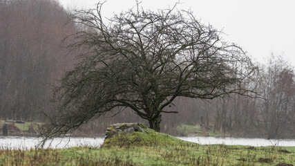 Ein Baum in einer weiten Landschaft.