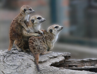 meerkat on the lookout