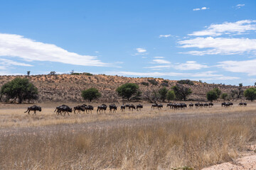 Fototapeta na wymiar herd of wildebeest walking through the kgalagadi desert 