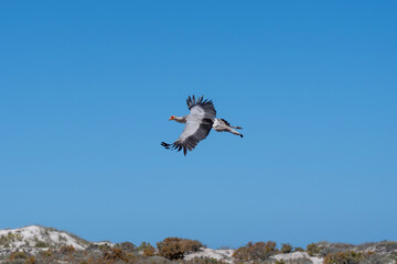 Big African bird flying infront of a completely blue sky 