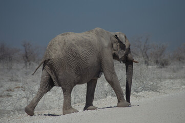 elephant walking across a dusty road in etosha national park 