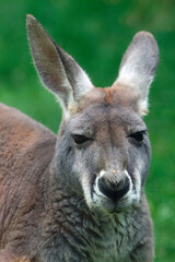 Naklejka na ściany i meble portrait of a kangaroo