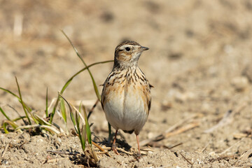 乾いた土の上に立つヒバリ