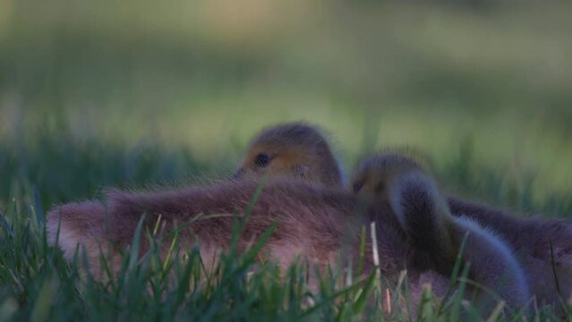 Slow Motion Shot Of Cute Goslings Sitting Together Amidst Grassy Land - Arvada, Colorado