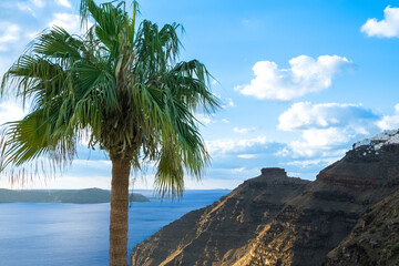 Palm tree with caldera view on background. Skaros Rock, view from the caldera on Santorini island, Greece. Travel concept