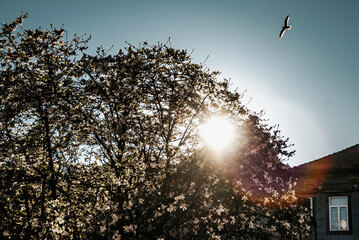 Late afternoon light passing between the branches of the trees. Seagull flying over the houses in Porto, Portugal