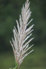 A close-up view of golden silver grass.