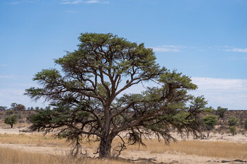 Big green tree standing in the desert with an eagle sitting in the tree in kgalagadi trans frontier...