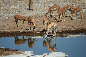 Herd of Impala at a waterhole drinking with reflection of impala in the waterhole in etosha 