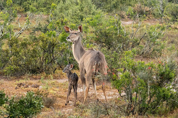 Naklejka na ściany i meble Mother kudu with very young baby kudu in the rain standing side by side in Addo Elephant Park SA