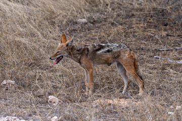 black backed jackal standing with tongue out in kgalagadi trans frontier park south africa
