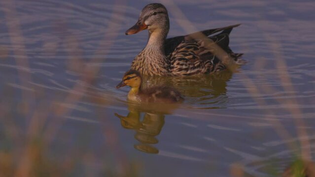 Slow Motion Shot Of Goose And Baby Gosling Swimming Together In Lake - Arvada, Colorado