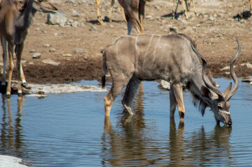 Side photo of a big male kudu standing in a waterhole and drinking in etosha national park Namibia