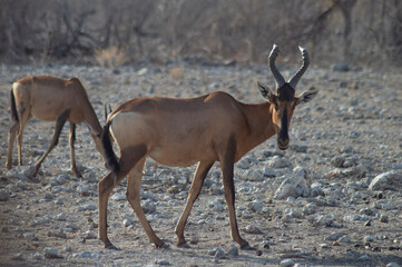 antelope in the wild looking into the camera in etosha national park 
 - obrazy, fototapety, plakaty