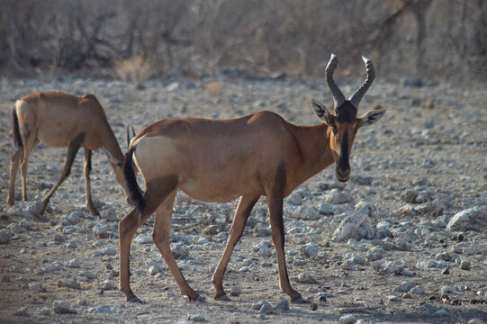 antelope in the wild looking into the camera in etosha national park 
