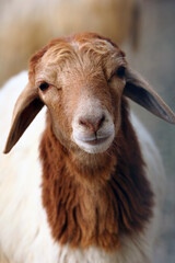 Fototapeta premium portrait of a goat