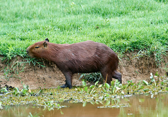 Capybara (Hydrochoerus hydrochaeris),  The Pantanal, Mato Grosso, Brazil