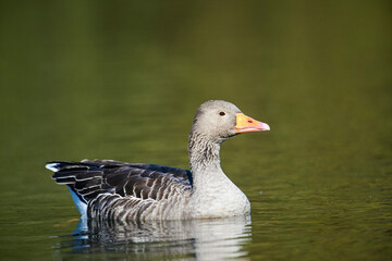Greylag Goose (Anser anser) swimming, Hollow Ponds, Leytonstone, London , Essex, England