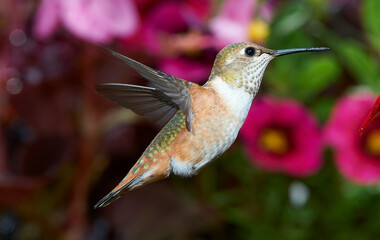 Female Rufous Hummingbird (Selasphorus rufus) in flight