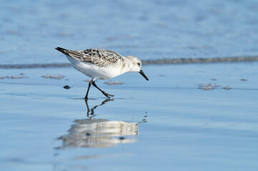 Sanderling (Calidris alba) foraging on beach, Cherry Hill Beach, Nova Scotia, Canada