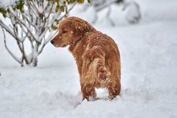 Golden Retriever in snow, Cherry Hill, Nova Scotia, Canada,