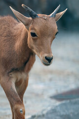 portrait of a chamois